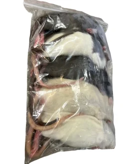 Frosne 6 uger Rotter 90-120 g 5 stk