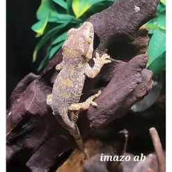 Gargoyle gecko Designe Juvenile - Rhacodactylus auricu