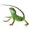Grøn vandagame Physignatus concincinus