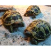 Græsk landskildpadde (Testudo Hermanni)