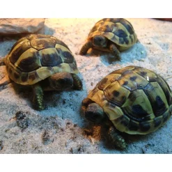 Græsk landskildpadde (Testudo Hermanni)