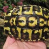 Græsk landskildpadde (Testudo Hermanni hermanni)