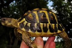 Græsk landskildpadde (Testudo Hermanni hermanni)