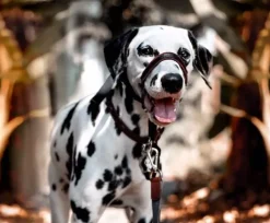 Halti OptiFit snudesele til hund stor