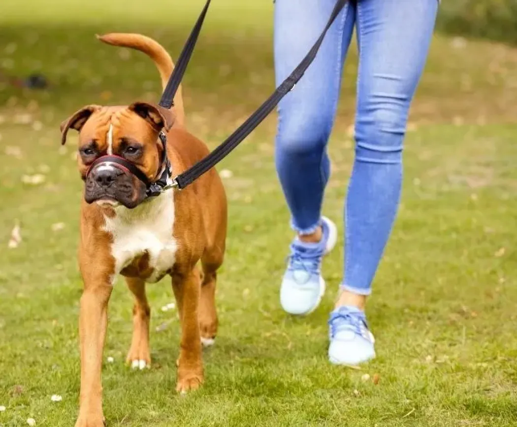 Halti OptiFit snudesele til hund stor