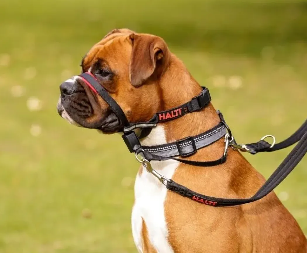 Halti OptiFit snudesele til hund stor