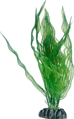 Hobby Aponogeton 25 cm