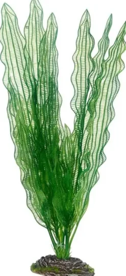 Hobby Aponogeton 39 cm