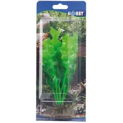 Hobby Echinodrus 20 cm