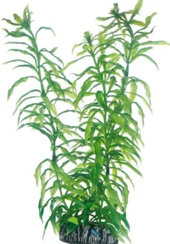 Hobby Heteranthera 25 cm
