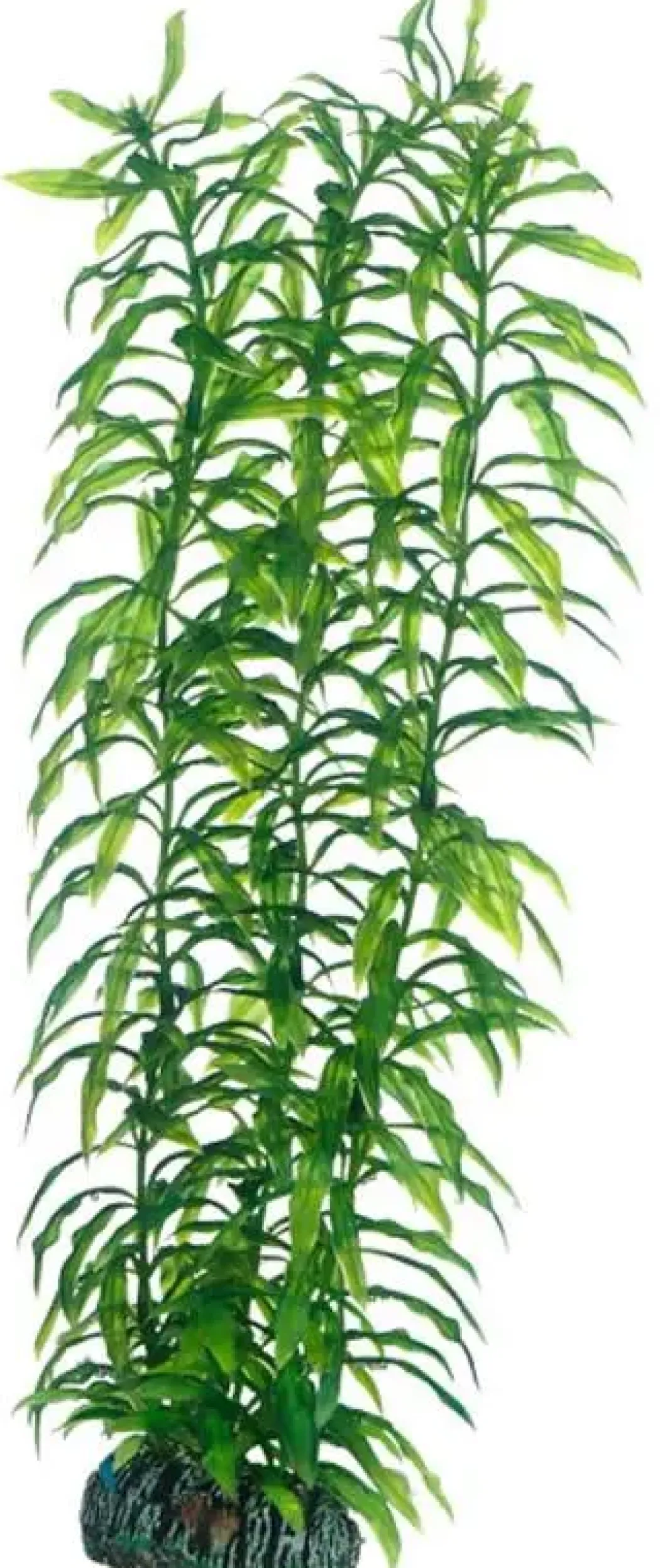 Hobby Heteranthera 34 cm
