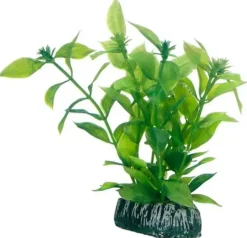 Hobby Hygrophila 20 cm