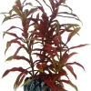 Hobby Nesaea 13 cm