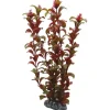 Hobby Rotala 30 cm