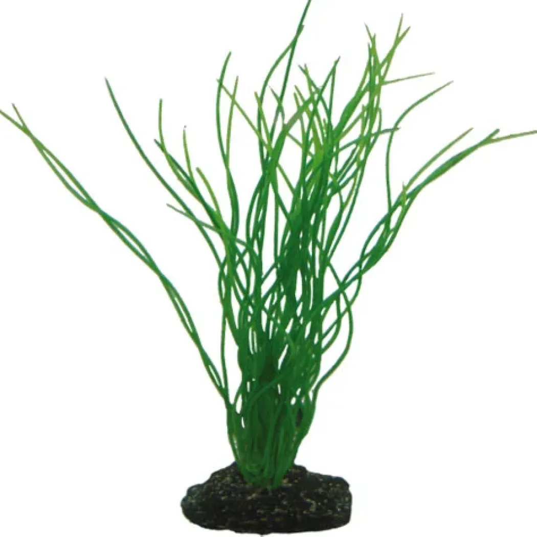 Hobby Sagittaria 20 cm
