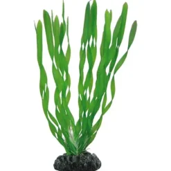 Hobby Vallisneria 20 cm
