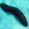 Holothuria atra Søpølse sort