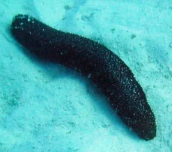 Holothuria atra Søpølse sort