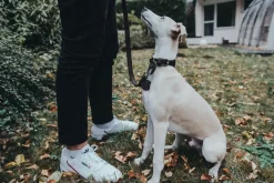 Hunter Aalborg Førerline til Hund Mørkebrun 16/100