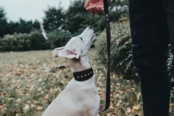 Hunter Aalborg Førerline til Hund Mørkebrun 16/100