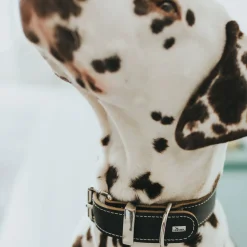 Hunter Aalborg Special hundehalsbånd Sort 50 - 36-44 cm