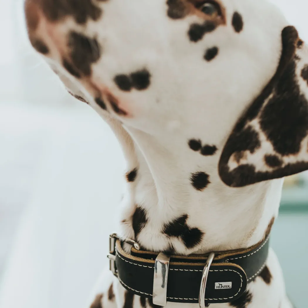 Hunter Aalborg Special hundehalsbånd Sort 50 - 36-44 cm