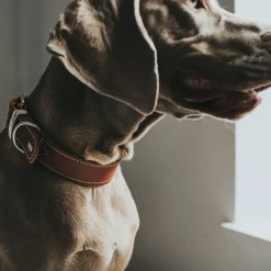 Hunter Aalborg Special Hundehalsbånd 45 Cognac - 30-38 cm