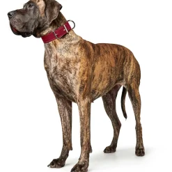Hunter Aalborg Special Hundehalsbånd Rød 35 - 24-30 cm