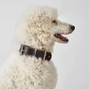 Hunter Aalborg 65 Special Mørkebrunt hundehalsbånd - 45-47 cm