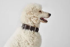 Hunter Aalborg 70 Special Mørkebrunt hundehalsbånd - 51-61 cm