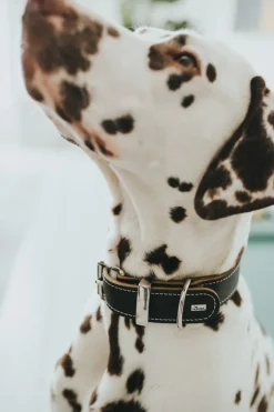 Hunter Aalborg 60 Special Sort hundehalsbånd - 45-55 cm