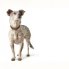 Hunter Aalborg Sport Oliven 37 hundehalsbånd - 28-33 cm