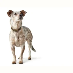 Hunter Aalborg Sport Oliven 37 hundehalsbånd - 28-33 cm