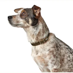 Hunter Aalborg Sport Oliven 37 hundehalsbånd - 28-33 cm