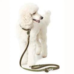 Hunter Aalborg Sport Oliven 37 hundehalsbånd - 28-33 cm
