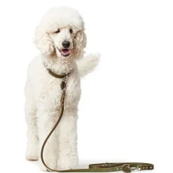 Hunter Aalborg Sport Oliven 42 hundehalsbånd - 32-38 cm