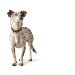 Hunter Aalborg Sport Oliven 42 hundehalsbånd - 32-38 cm