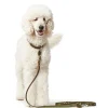 Hunter Aalborg Sport Oliven 52 hundehalsbånd - 38-47 cm