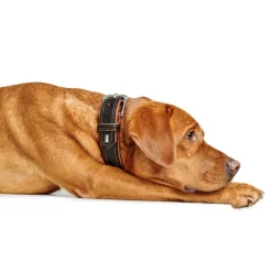 Hunter Canadian UP Hundehalsbånd Small 45 Cognac/Sort - 33-39 cm