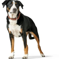 Hunter Canadian UP Hundehalsbånd Large 65 Cognac/Sort - 50-56 cm