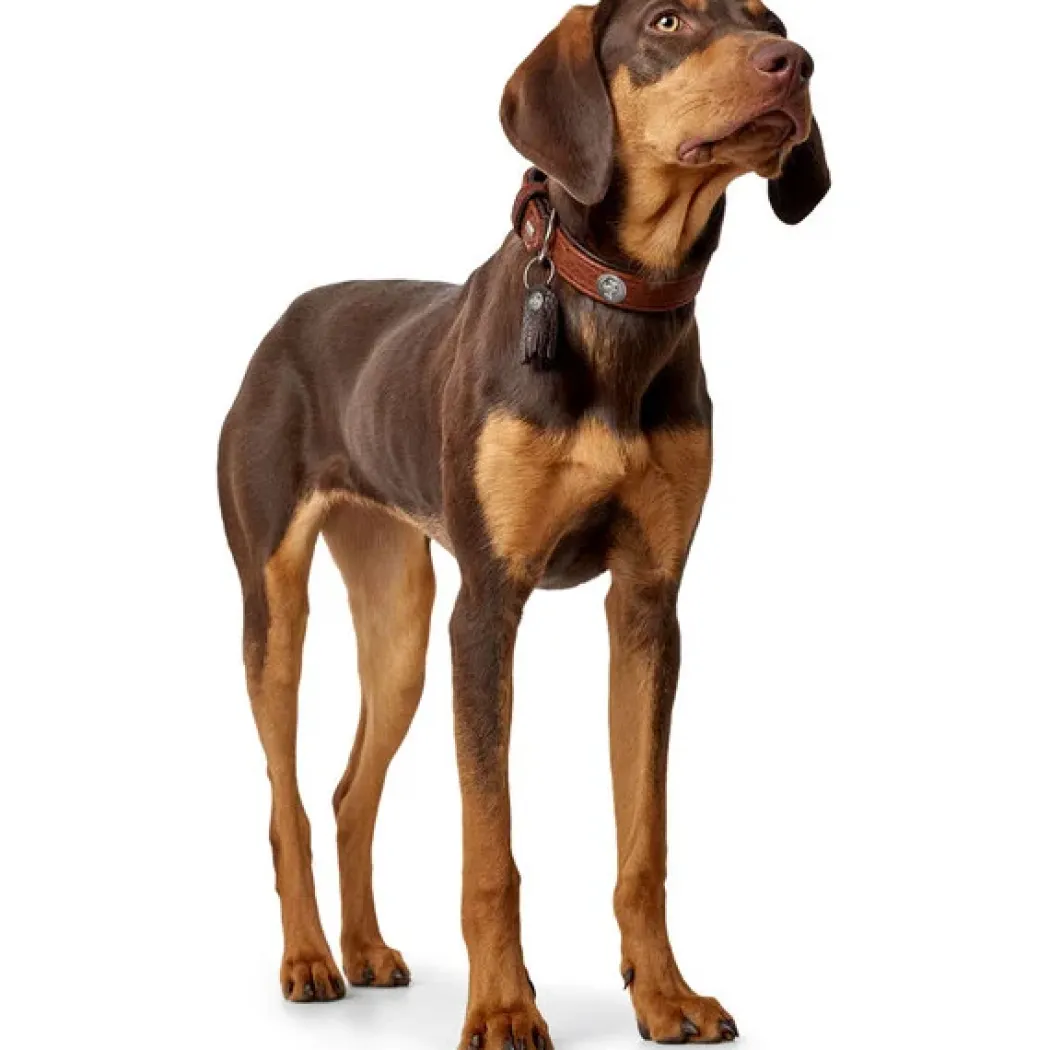 Hunter Cody 40 Cognac Mørkebrun hundehalsbånd - 29-35 cm