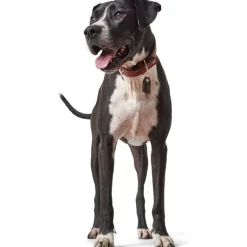 Hunter Cody 45 Cognac Mørkebrun hundehalsbånd - 33-39 cm
