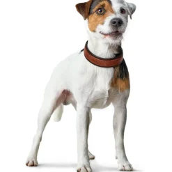 Hunter Cody 50 Cognac Mørkebrun hundehalsbånd - 37-43 cm