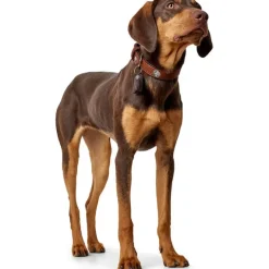 Hunter Cody 50 Cognac Mørkebrun hundehalsbånd - 37-43 cm