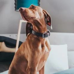 Hunter Cody 50 Mørkebrun Cognac hundehalsbånd - 37-43 cm