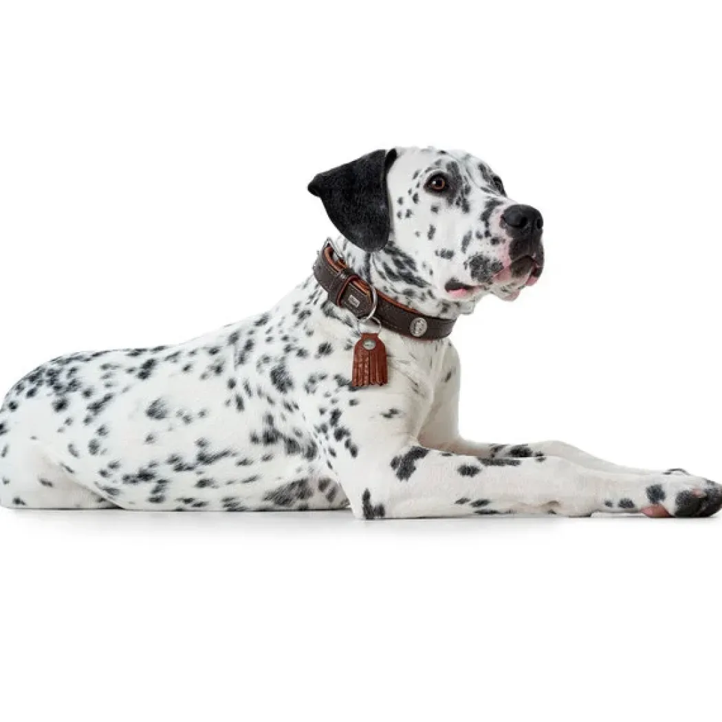 Hunter Cody 50 Mørkebrun Cognac hundehalsbånd - 37-43 cm