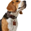 Hunter Cody 55 Mørkebrun Cognac hundehalsbånd - 42-48 cm