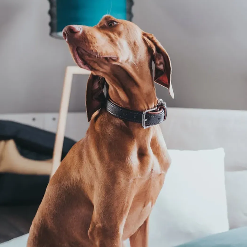 Hunter Cody 55 Mørkebrun Cognac hundehalsbånd - 42-48 cm