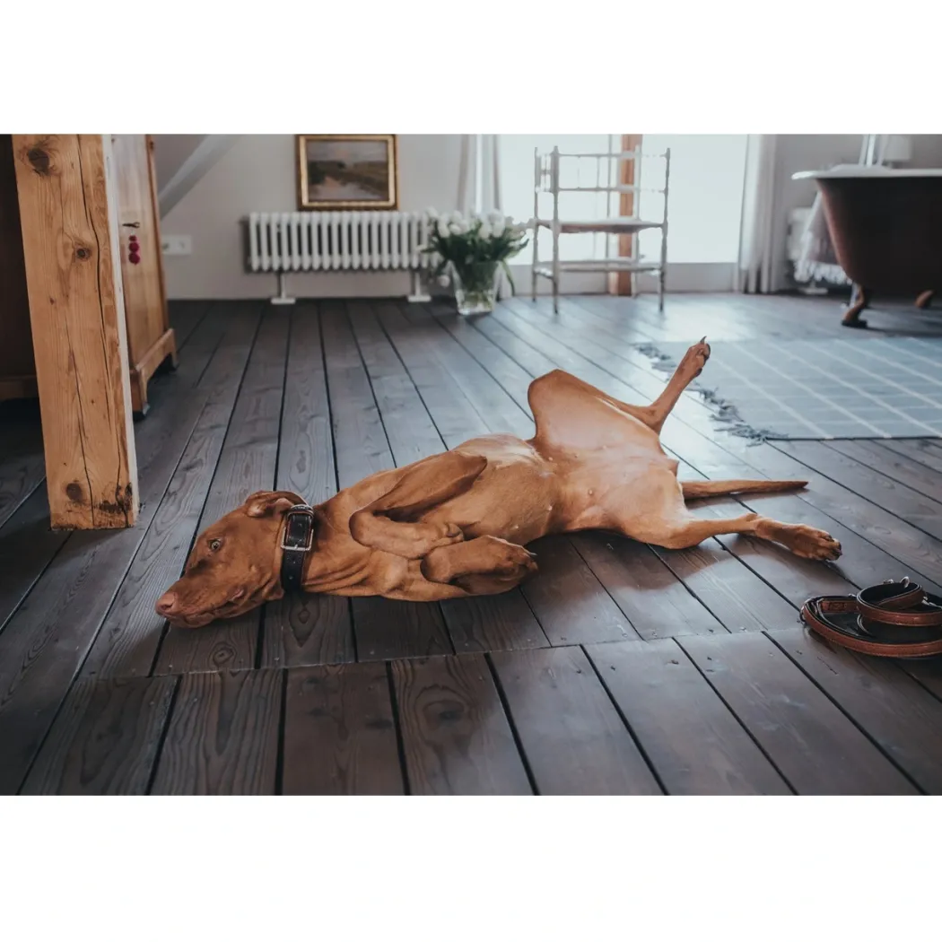 Hunter Cody Mørkebrun Cognac 3-trins hundeline 20/200