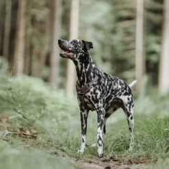 Hunter Divo hundesele S brun/grå just mave 45-56 cm - Samlet komfort og kontrol